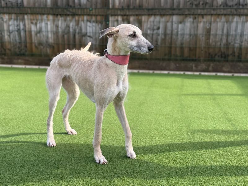 Sandy, a 4 years old female Lurcher available for adoption from Dogs Trust in Splott, Wales