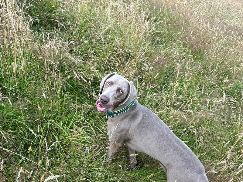 Hallie, a 4 years old female Weimaraner available for adoption from Dogs Trust in Bridgend, Wales