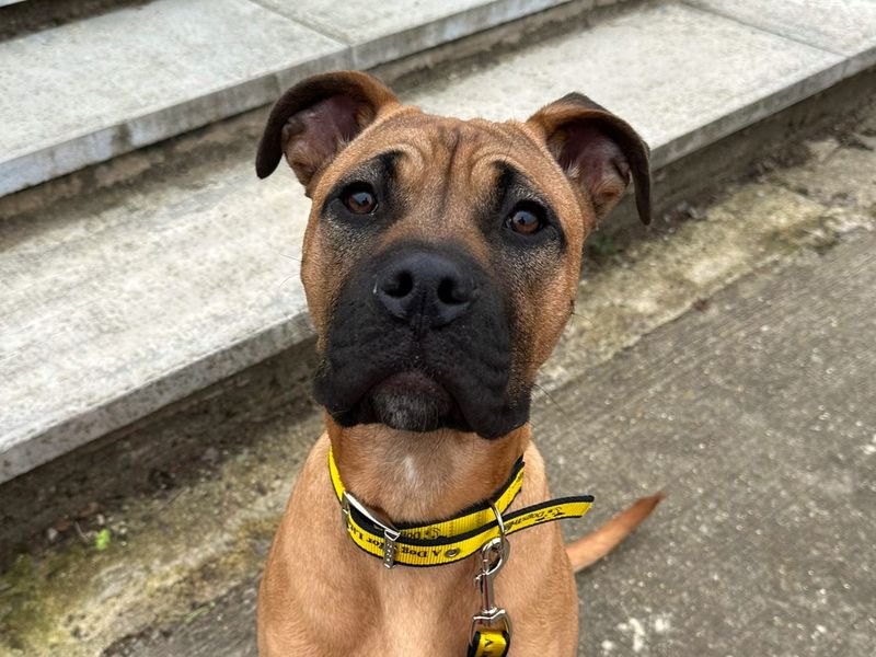 Pascal - Image 2 of 2