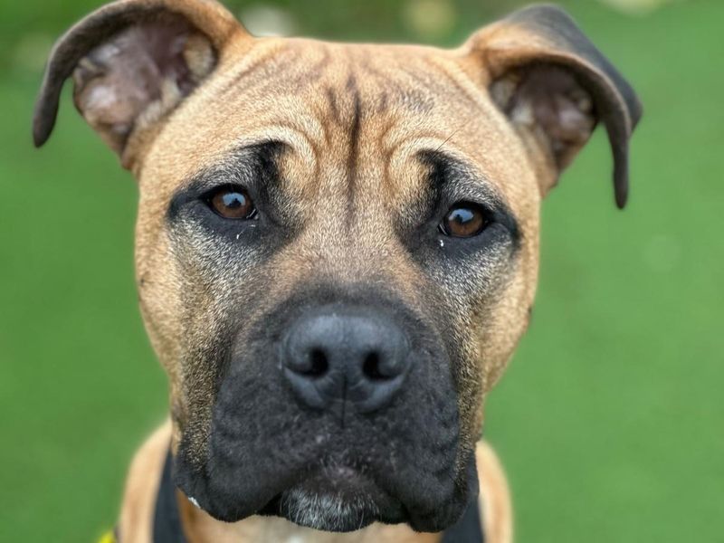 Pascal | Terrier (Staffordshire Bull) Cross | Harefield West London - 1