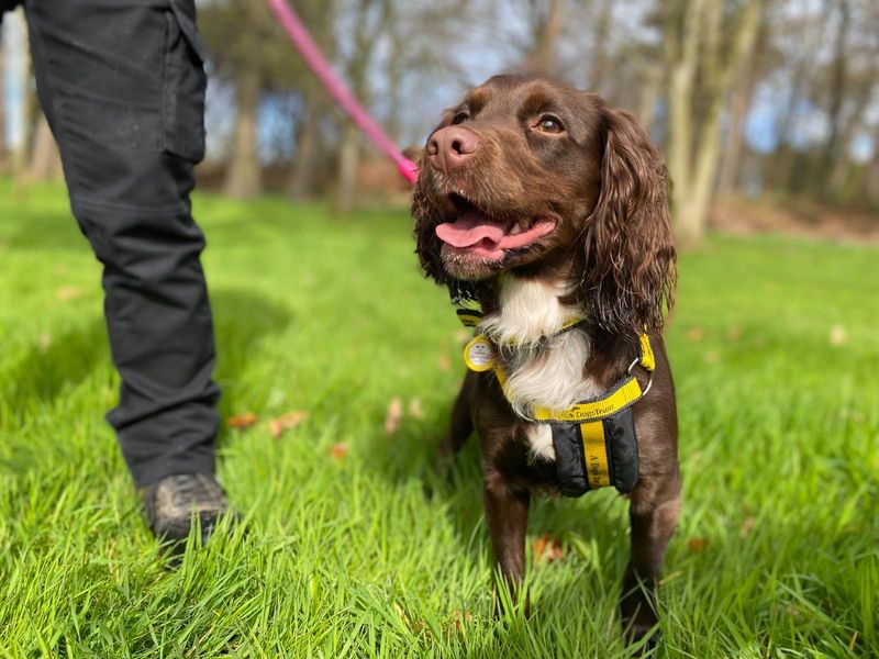 Indy | Spaniel (Field) | Cumbria - 1