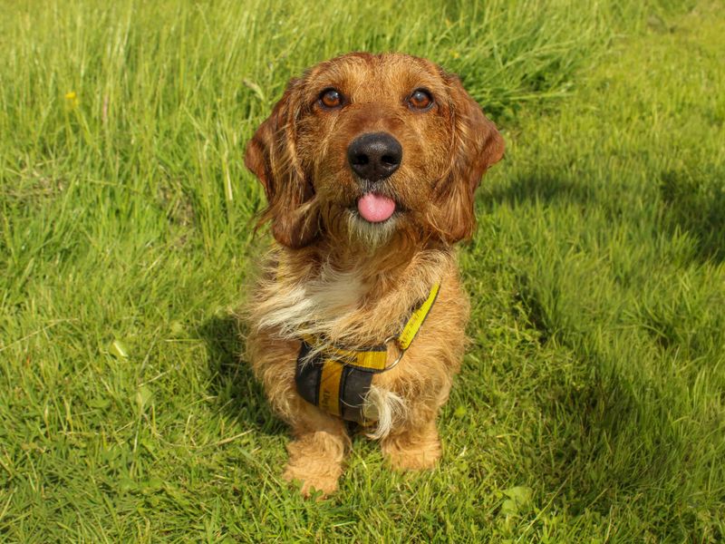 undefined | Dachshund (Wire Haired) | undefined - 1