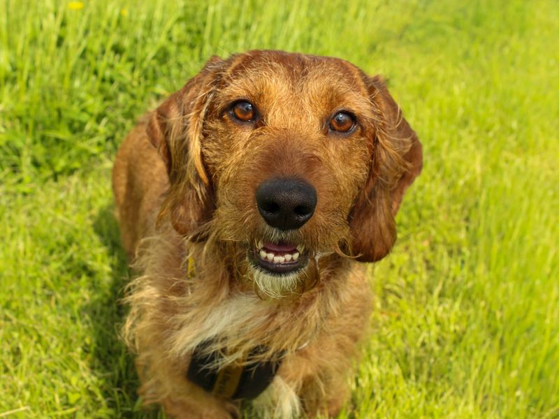 undefined | Dachshund (Wire Haired) | undefined - 2