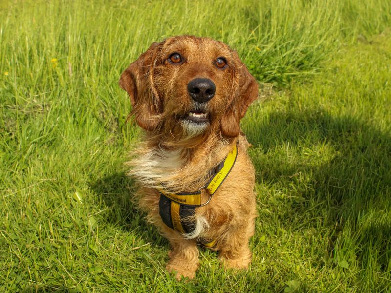 undefined | Dachshund (Wire Haired) | undefined - 3