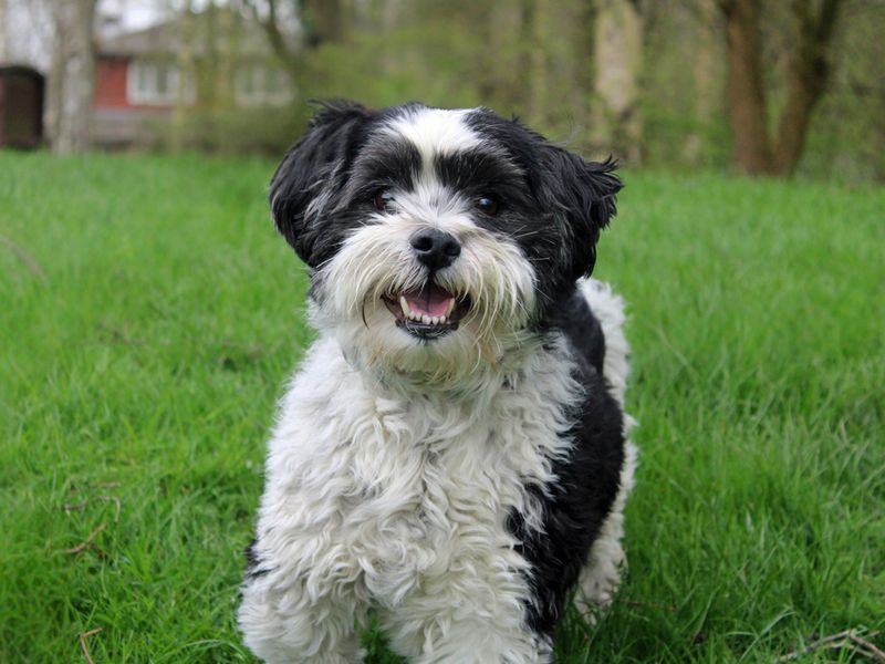 Shih Tzu Dogs And Puppies For Adoption