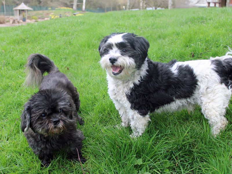 Alfie, a 8 years old male Shih Tzu available for adoption from Dogs Trust in Merseyside