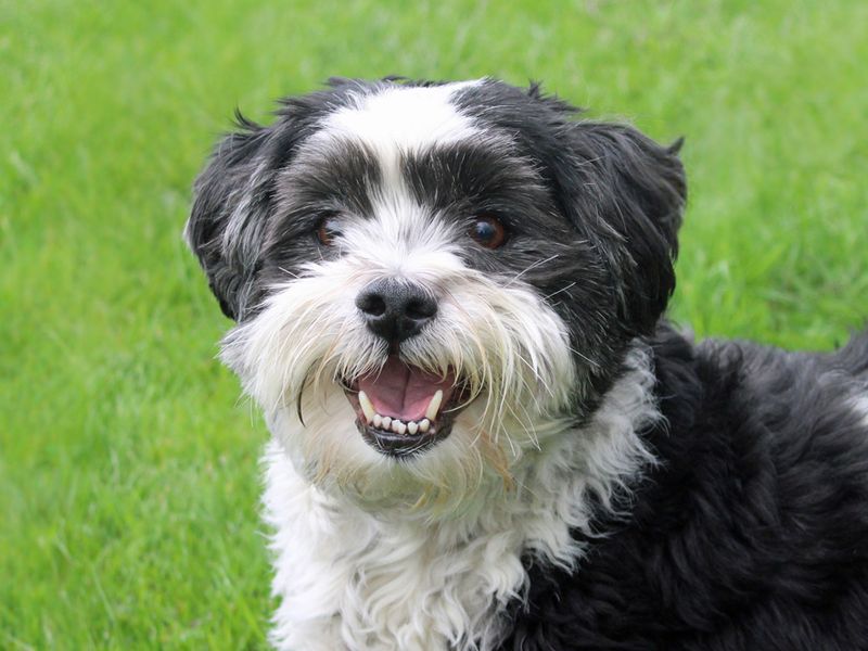 Alfie - Image 3 of 3