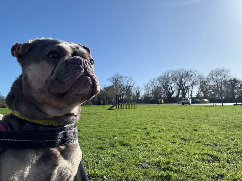 Ginny | French Bulldog | Shrewsbury (Shropshire) - 1