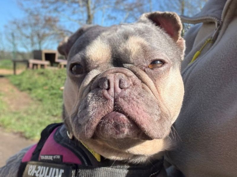 Ginny - Image 2 of 3