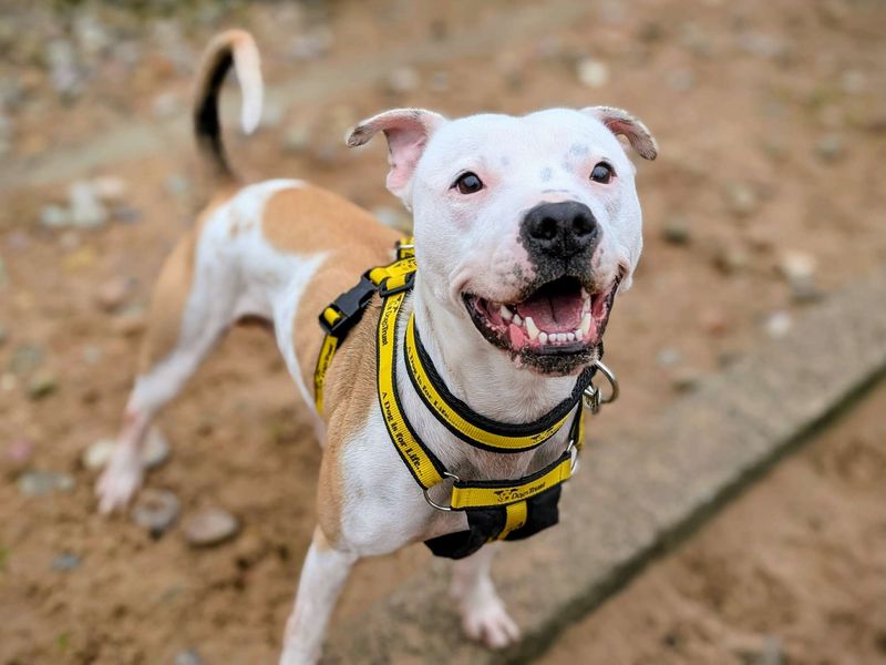 Bruno | Terrier (Staffordshire Bull) | Cardiff - 1