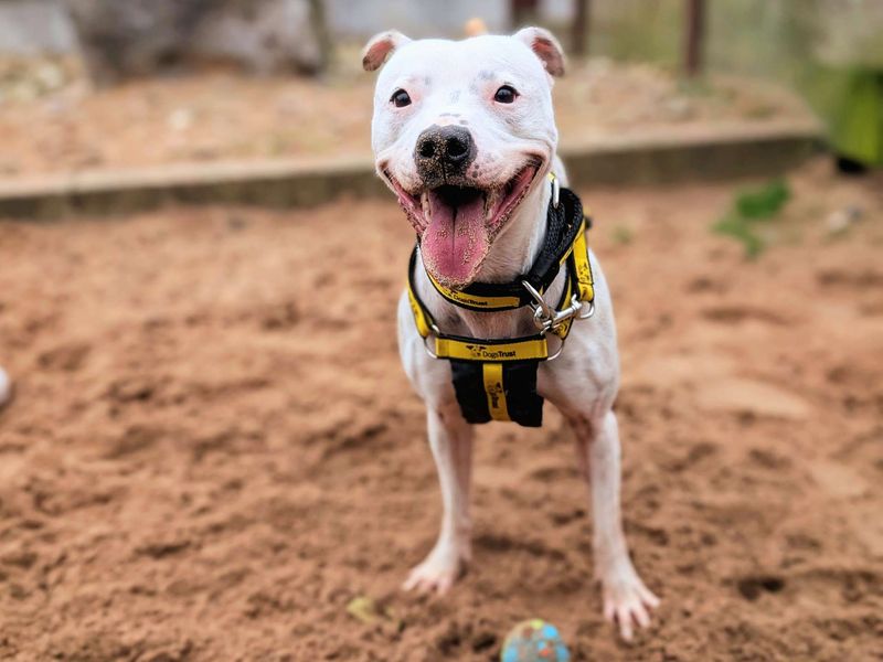 undefined | Terrier (Staffordshire Bull) | undefined - 4