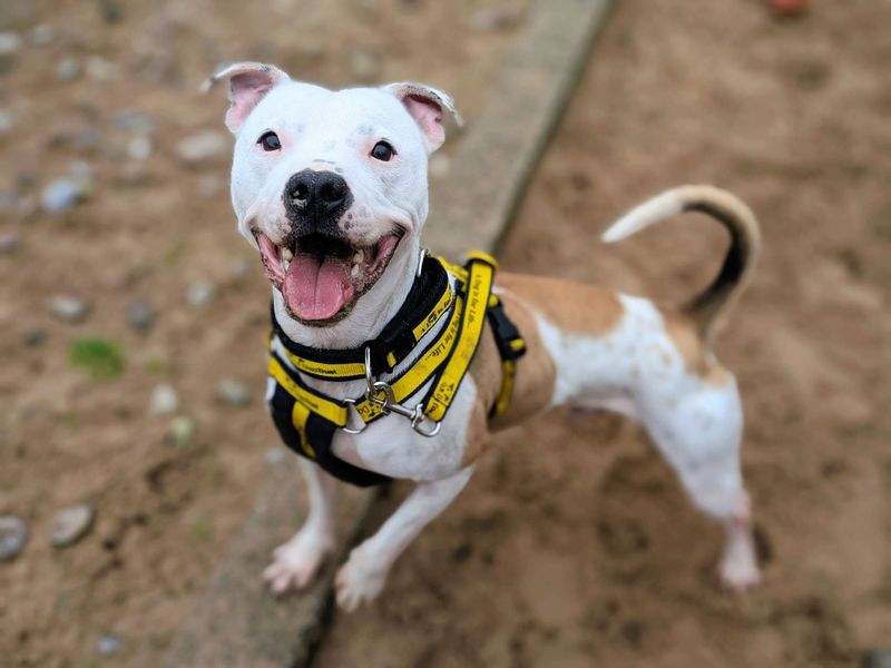 undefined | Terrier (Staffordshire Bull) | undefined - 6