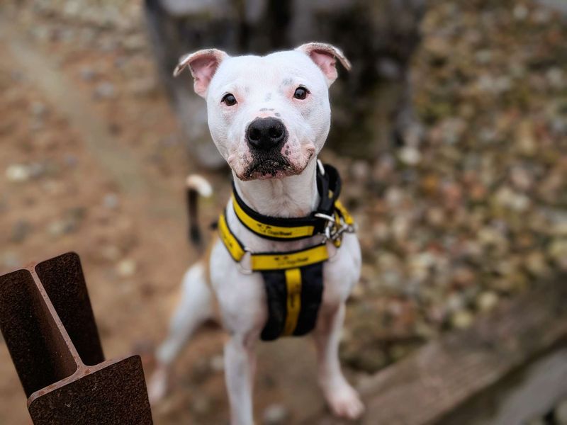 undefined | Terrier (Staffordshire Bull) | undefined - 5