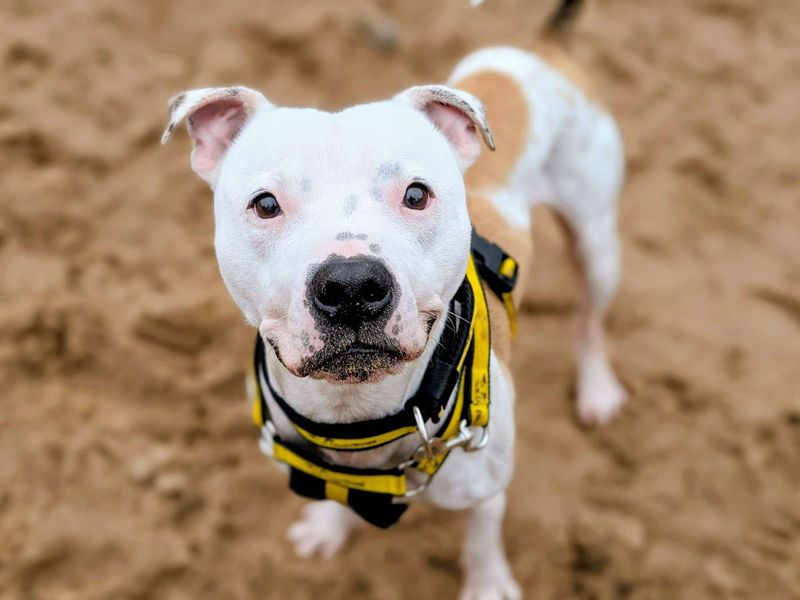undefined | Terrier (Staffordshire Bull) | undefined - 3