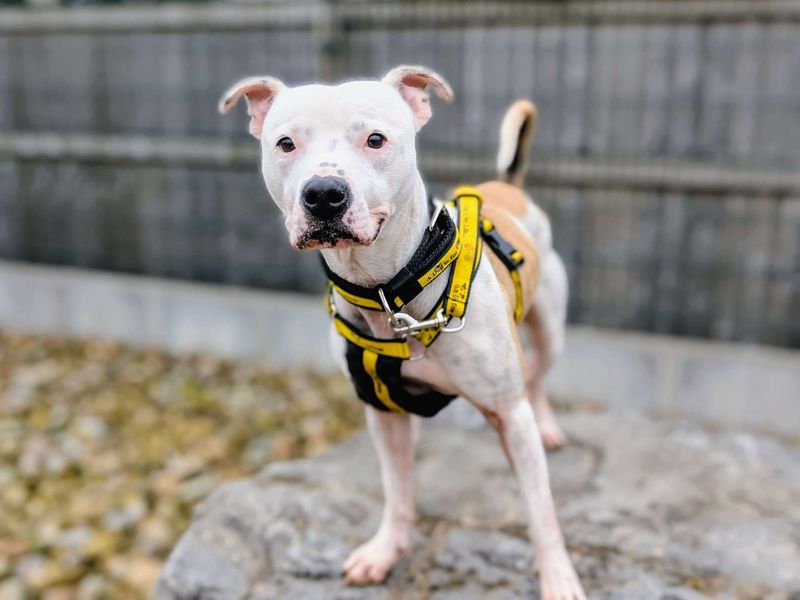 undefined | Terrier (Staffordshire Bull) | undefined - 2