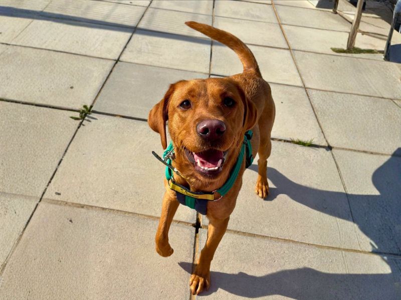 Penny | Retriever (Labrador) | Salisbury (Wiltshire) - 1