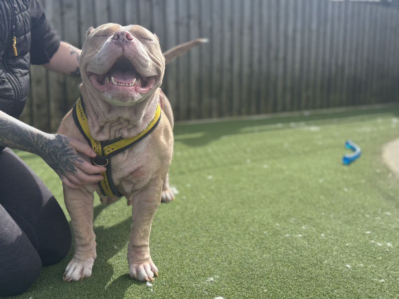 Cali | American Bully Pocket | Cardiff - 1