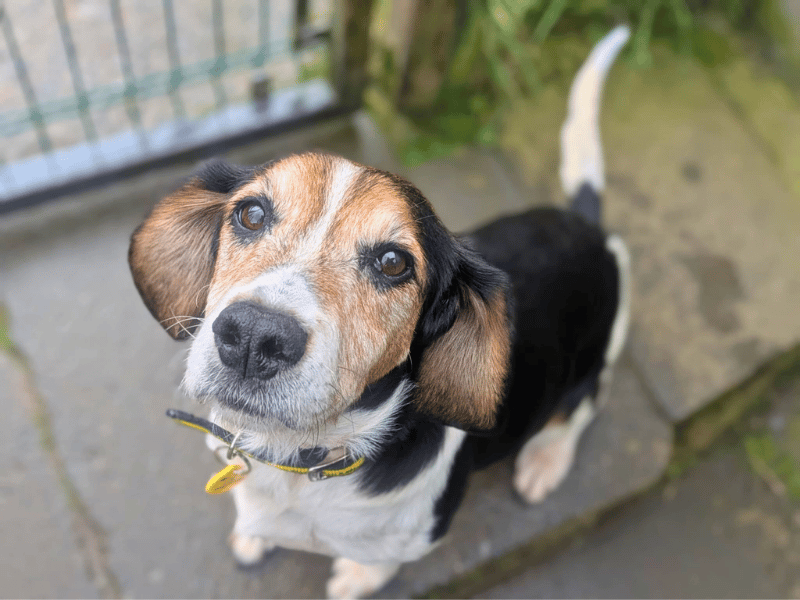 Joni | Beagle Cross | Dundee - 1