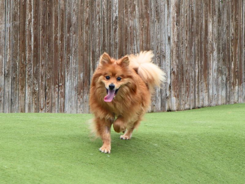 Simba | German Spitz | Harefield West London - 1
