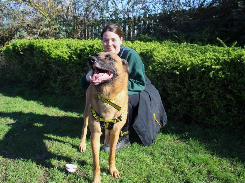Yogi, a 4 years old male Belgian Shepherd available for adoption from Dogs Trust in Manchester, Greater Manchester