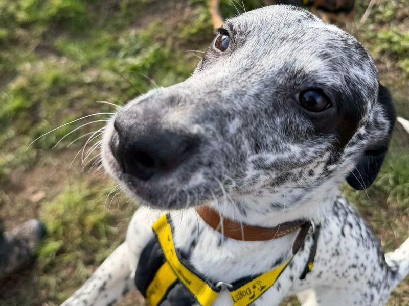 Dotty, a 7 months old female Lurcher available for adoption from Dogs Trust in Shrewsbury, Shropshire