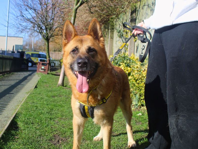 Xander - Image 4 of 4