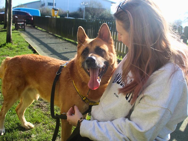 German Shepherd Dogs And Puppies For Adoption