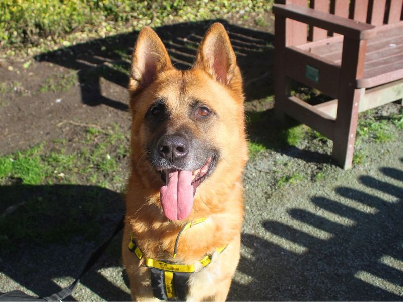 Xander - Image 2 of 4