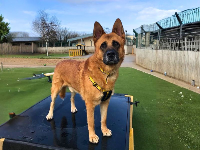 Xander, a 8 years old male Akita available for adoption from Dogs Trust in Manchester, Greater Manchester