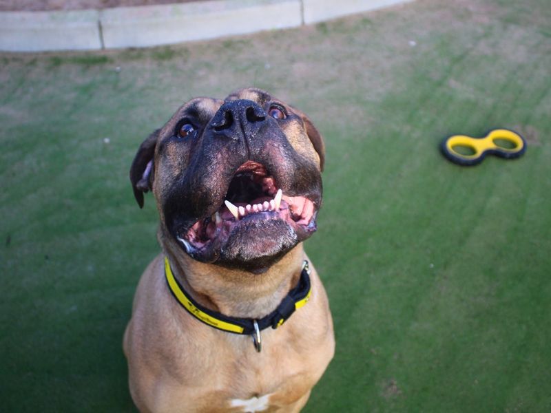 Arnold - Image 3 of 7