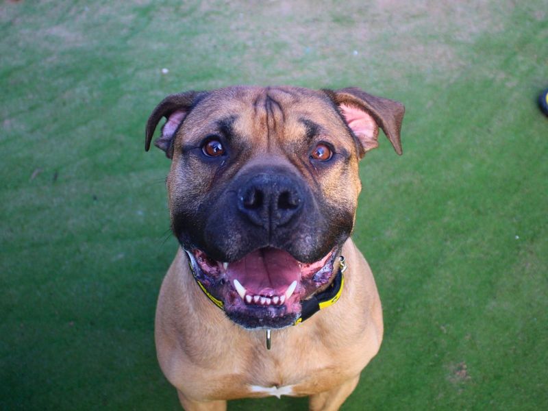 Mastiff Dogs And Puppies For Adoption