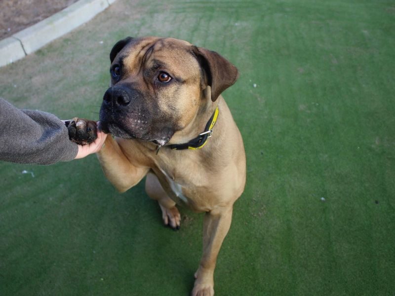 Arnold - Image 4 of 7