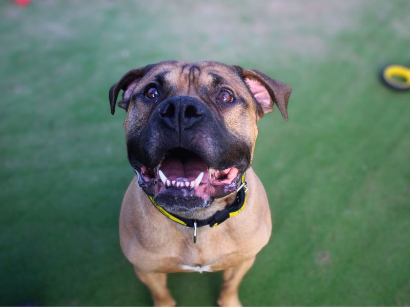 Arnold - Image 5 of 7