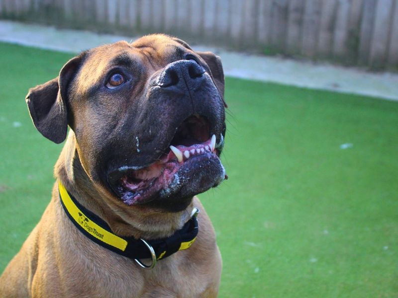 Arnold - Image 6 of 7