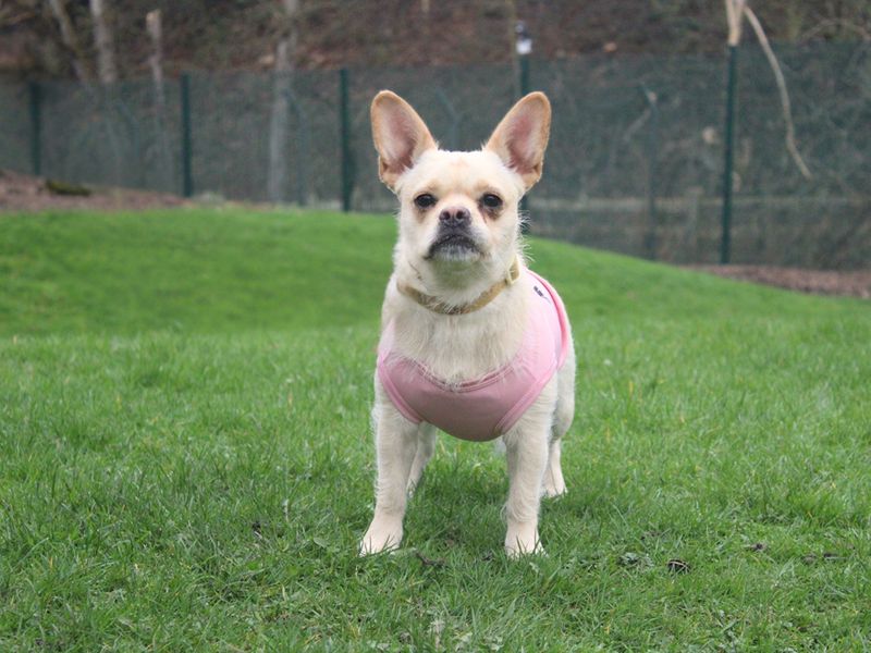 Pug Dogs And Puppies For Adoption