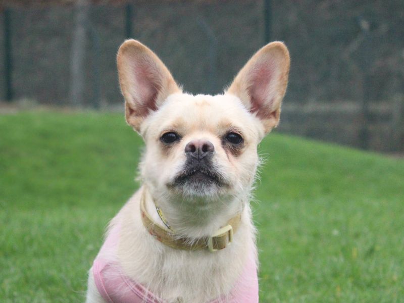 Angel | French Bulldog Cross | Merseyside (Liverpool) - 1