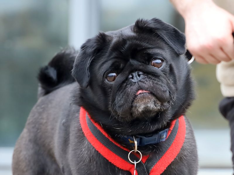 Benji, a 4 years old male Pug available for adoption from Dogs Trust in West Yorkshire