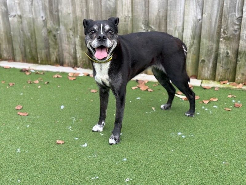 Oreo - Image 9 of 10