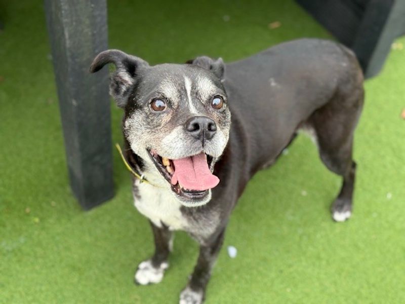 Oreo | Terrier (Staffordshire Bull) | Bridgend (Wales) - 1