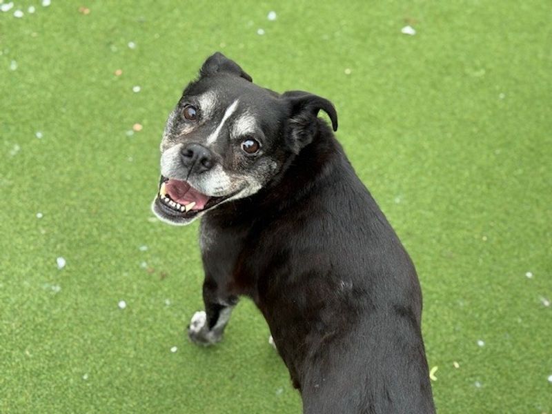 Oreo - Image 10 of 10