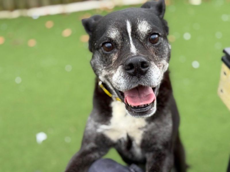 Oreo - Image 4 of 10