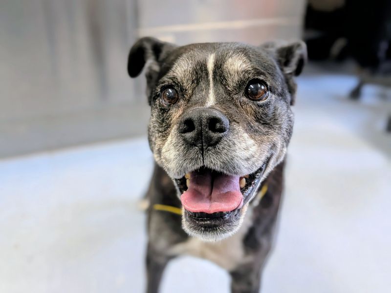 Oreo - Image 5 of 10