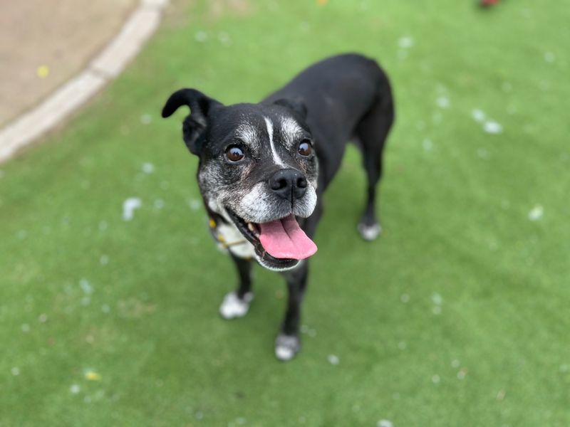 Oreo - Image 7 of 10