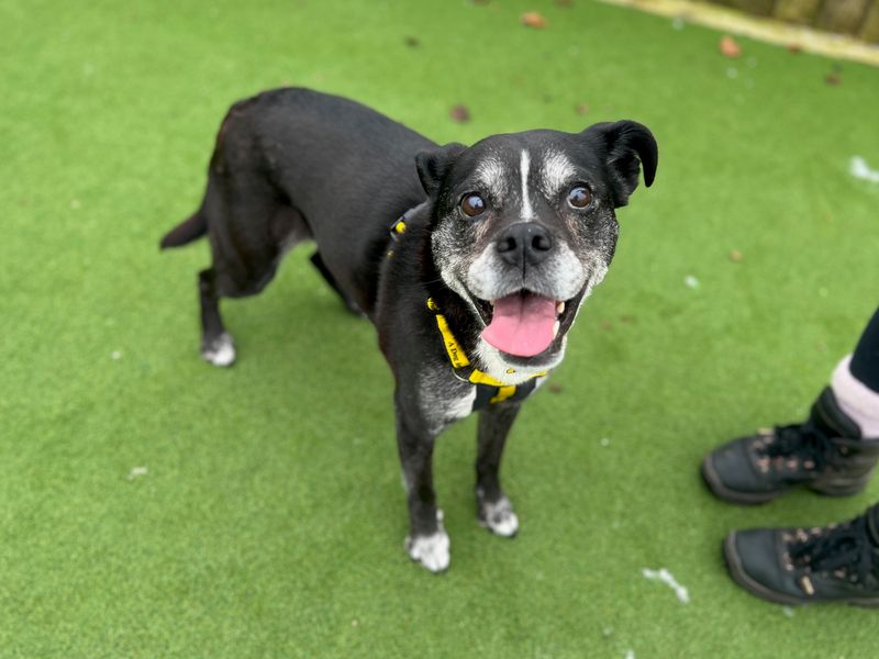 Oreo - Image 6 of 10