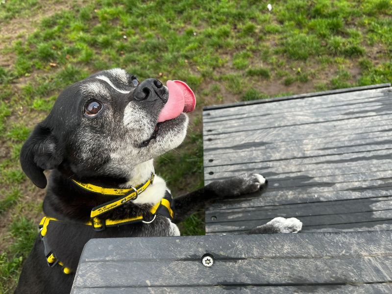 Oreo - Image 8 of 10