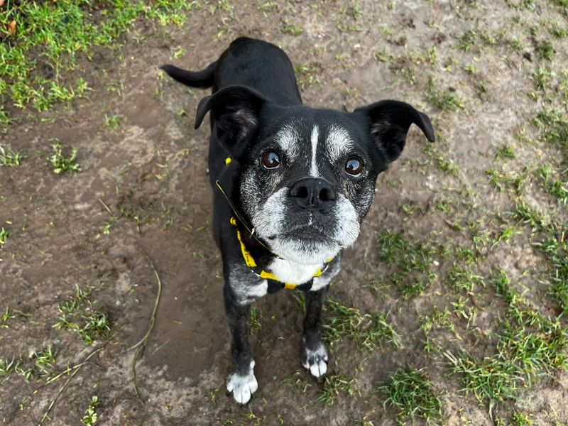 Oreo - Image 2 of 10