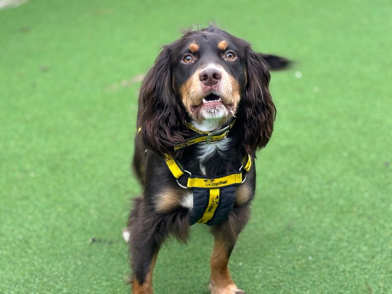 Chocco - Image 4 of 6