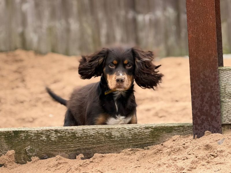 Chocco - Image 5 of 6