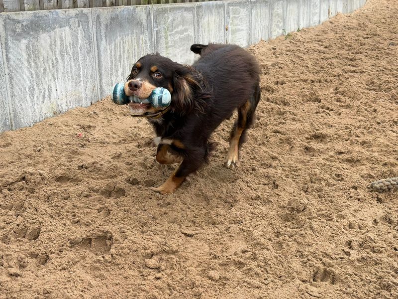 Chocco - Image 3 of 6