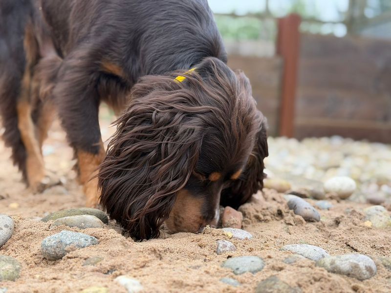 Chocco - Image 2 of 6